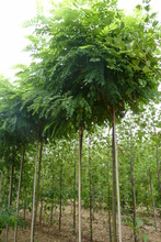 Robinia pseudoacacia 'Umbraculifera'