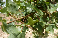 Acer Monspessulanum