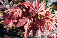 Acer palmatum 'Atropurpureum'