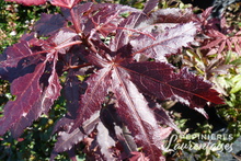 Acer palmatum 'Atropurpureum'