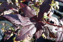 Acer palmatum 'Atropurpureum'