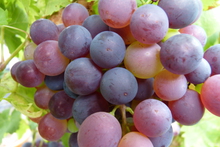 Vitis vinifera 'Aladin'