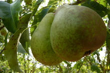 Poire 'Alexandrine Douillard'