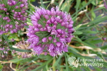 Allium