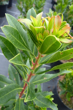 Arbustus unedo 'Rubra'