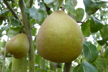 Poire 'Beurré Hardy'