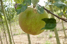 Pomme 'Belle de Boskoop'