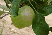 Pomme 'Belle Fille'