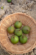 Poire 'Bergamote Précoce'