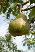 Poire 'Beurré Clairgeau'