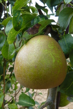 Poire 'Beurré Superfin'