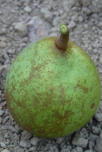 Poire 'Beurré Superfin'