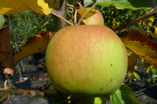 Pomme 'Boskoop Rouge'