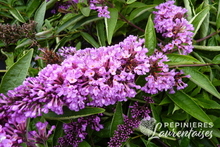 Buddleia Little Lila.JPG