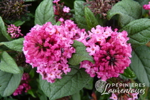 Buddleia ruby.JPG