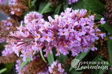 Buddleia Tutti frutti.JPG