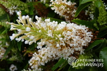 Buddleia White.JPG
