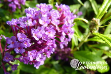 Buddleia 'Purple Emperor'