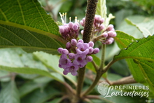 Callicarpa bodinieri 'Profusion'