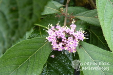 Callicarpa.JPG