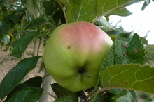 Pomme 'Calville Blanc'