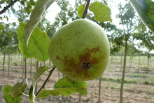 Pomme 'Reinette Blanche du Canada'