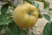 Pomme 'Reinette Grise du Canada'