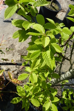 carpinus betulus fastigiata 1.JPG