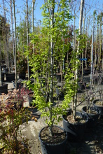 carpinus betulus fastigiata 2.JPG