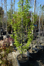 carpinus betulus fastigiata 2.JPG