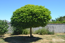 Catalpa