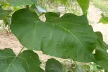 Catalpa bignonioides