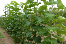 Catalpa bignonioides