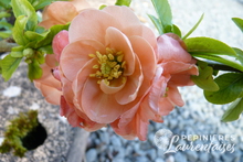 Chaenomeles 'Cameo'