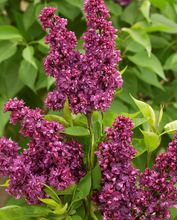 Syringa 'Charles Joly'