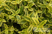 Cistus Little Miss Sunshine.JPG