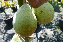 Poire 'Comtesse de Paris'