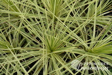 Cordyline Lime Passion