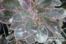 Cotinus