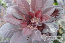 Cotinus