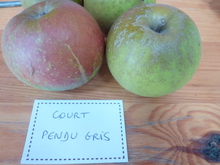 Pomme 'Court Pendu Gris'