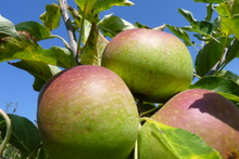 Pomme 'Cox orange'