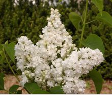 Syringa 'Dentelle d'Anjou'®