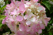 Hydrangea paniculata 'Diamant Rouge'®