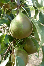 Poire 'Doyenné Blanc' (poire de neige)