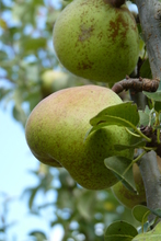 Poire 'Doyenné Flon Ainé'