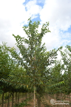 Celtis australis