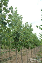 Acer x zoes. 'Annae'