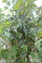 Acer x zoes. 'Annae'