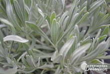 Lavande angustifolia